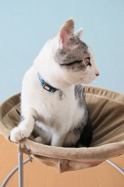 Гамак для кошки с рамой — лист 2